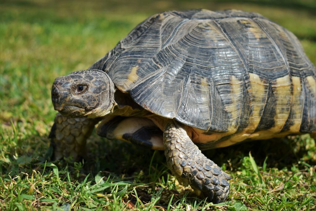 brown and black turtle on green grass during daytime