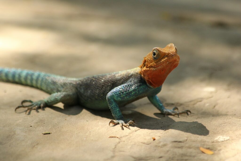 Evolutionary Marvels Under Threat