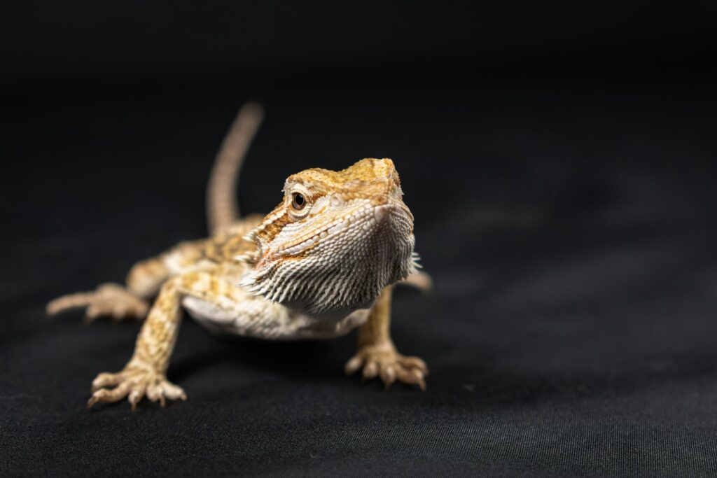 A close up of a small bearded dragon on a black background