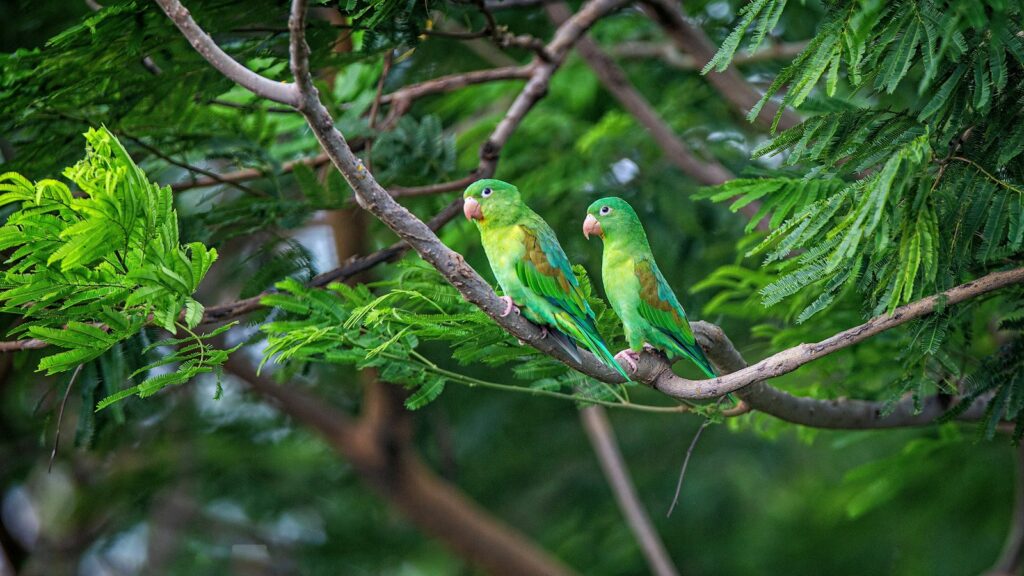 Two green parrots with red markings on their wings, perched on a branch in a lush, green setting.