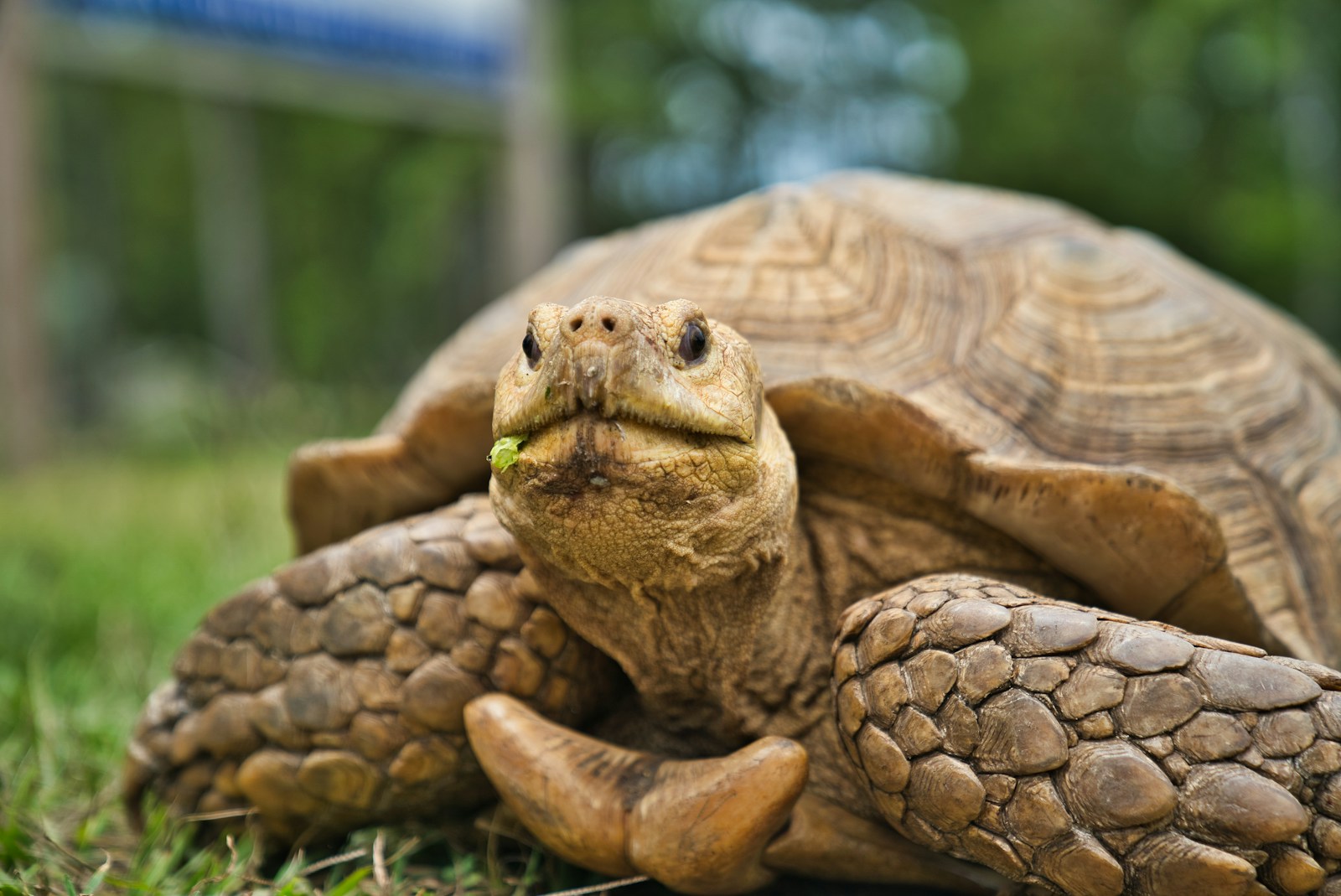 brown turtle on grass