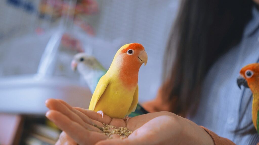 A colorful exotic bird with an orange head and chest, and a yellow body, sitting on a person's hand filled with seeds.
