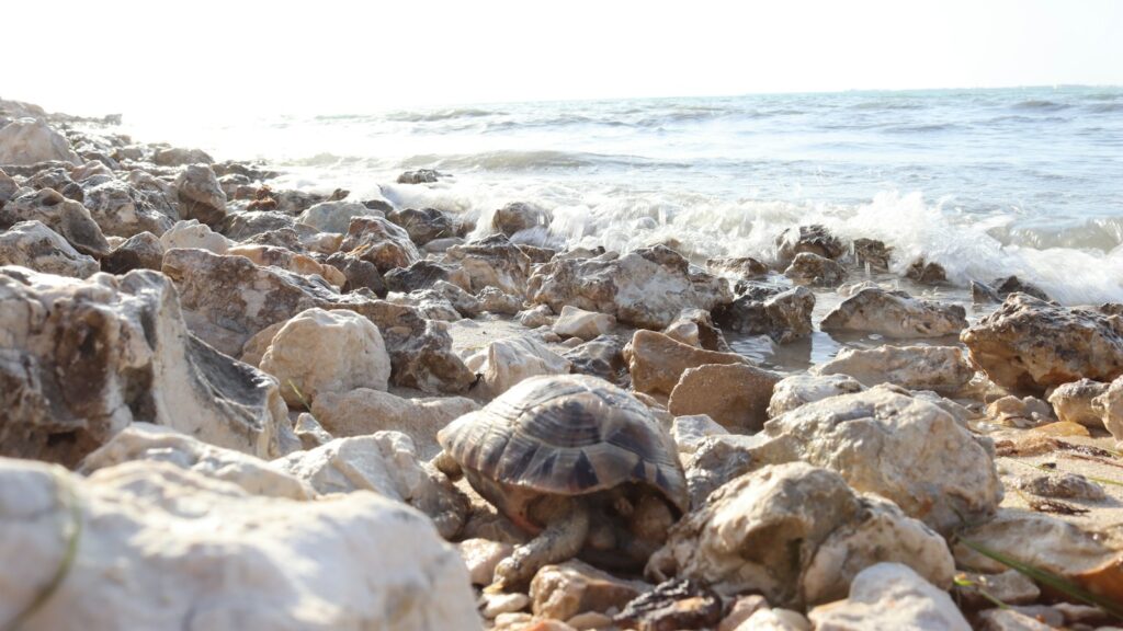 A turtle crawling on a rocky beach next to the ocean.