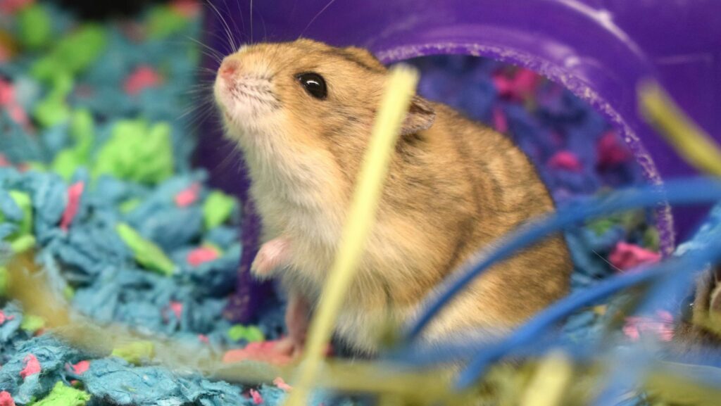 Cute little hamster sitting in colorful bedding near a purple tunnel.