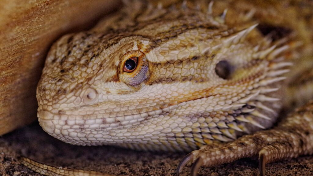 A close-up of a Central Bearded Dragon's head, showcasing its textured scales and distinctive features.