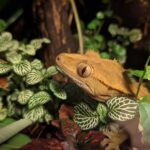 brown and white frog on green plant