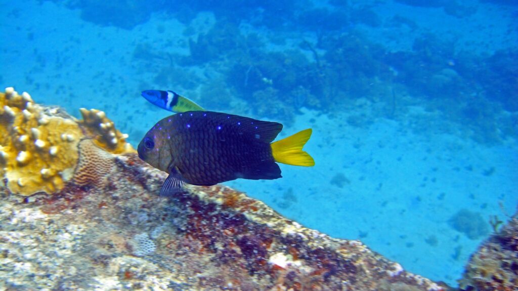 A dark blue Damselfish with a bright yellow tail swimming near colorful coral and rocks in clear blue water.