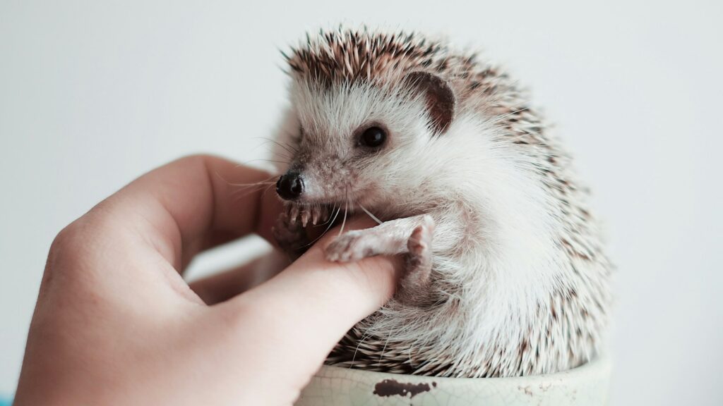 Close-up of a hedgehog with brown and white spines.