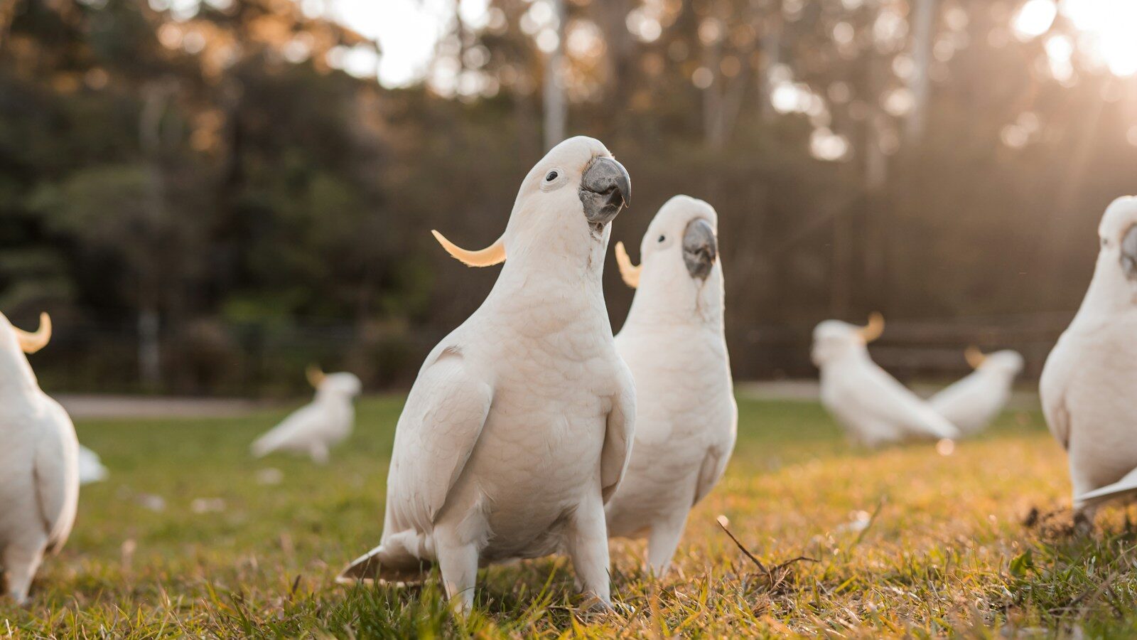 Cockatoos on grass