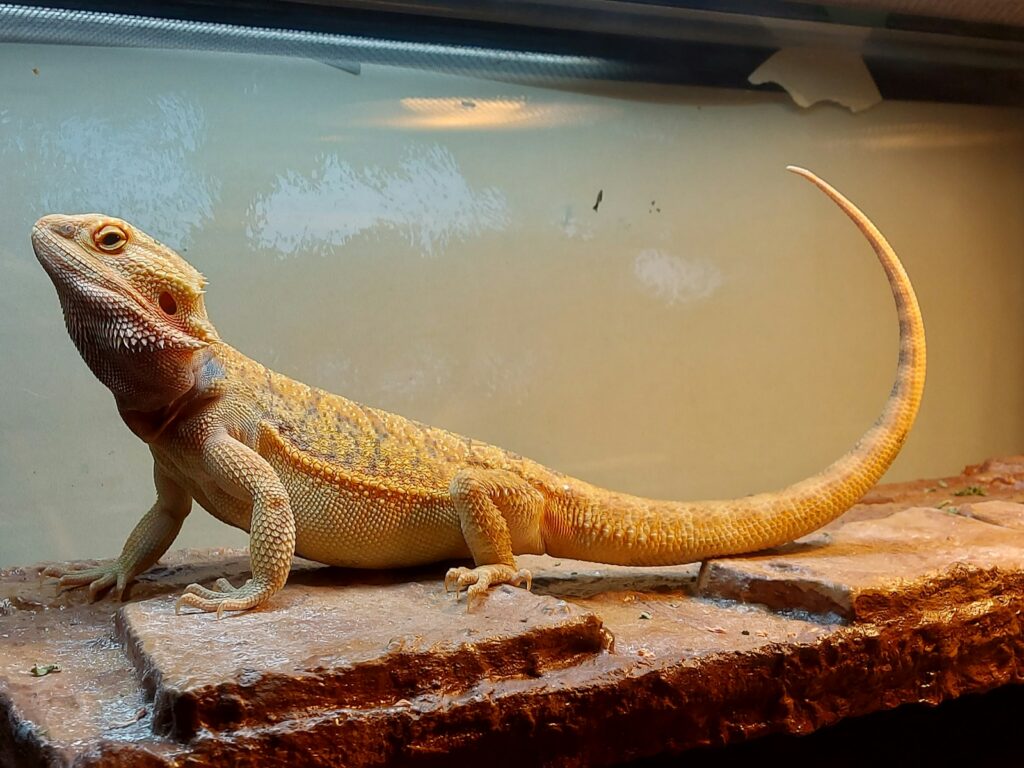 a lizard on a rock