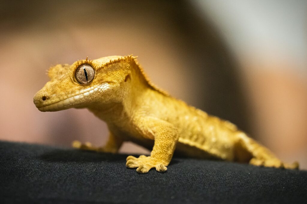 crested gecko on black surface