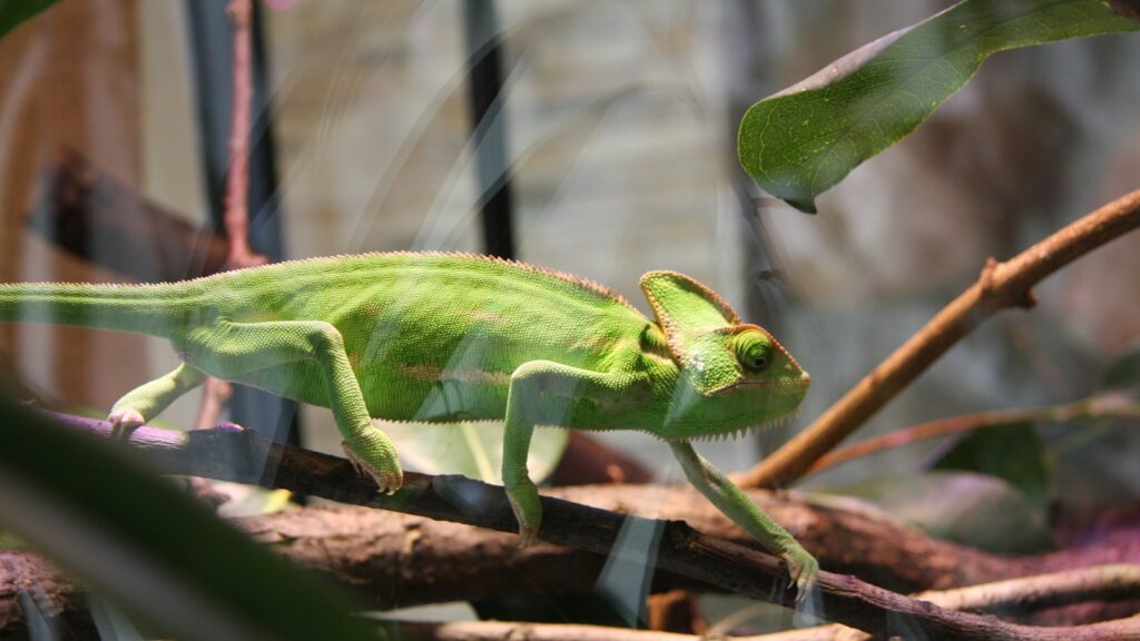 A vibrant green chameleon with a distinctive head crest walking along a branch.