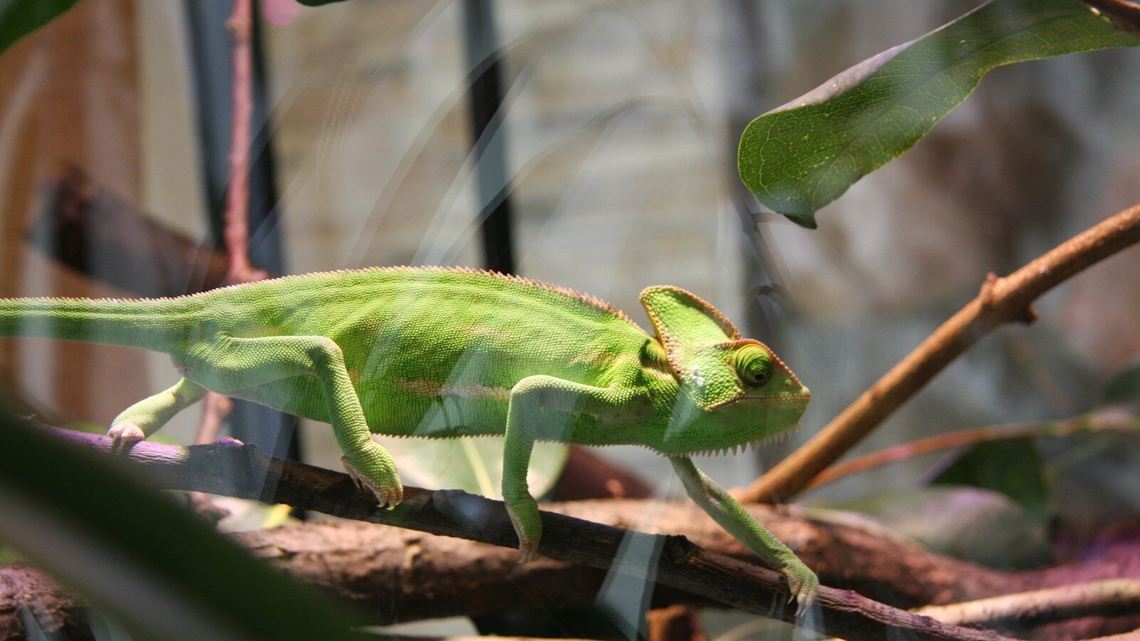 green chameleon on green leaf plant