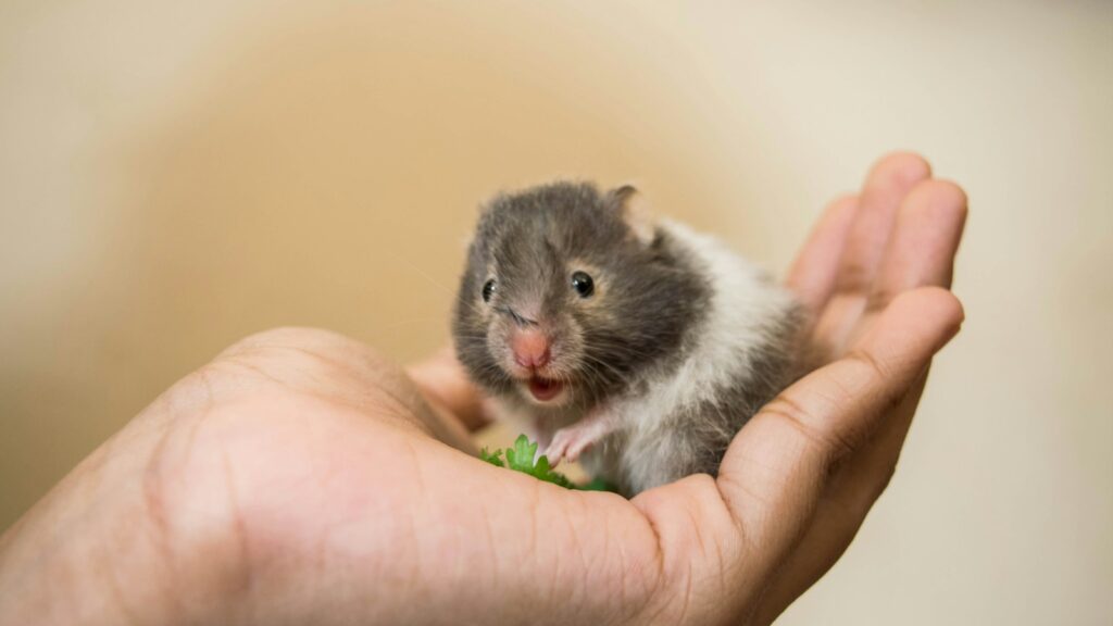 A tiny, grey and white dwarf hamster with its mouth open, sitting in a person's palm.