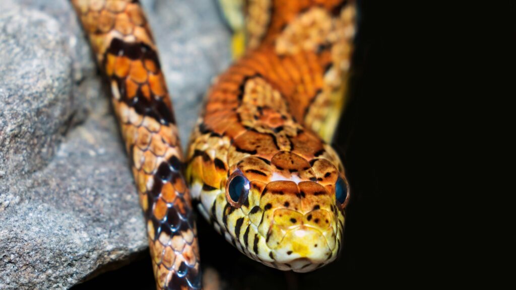 A close-up of a Corn Snake, showcasing its vibrant orange and red patterned scales with black accents, as it rests on a textured gray rock.