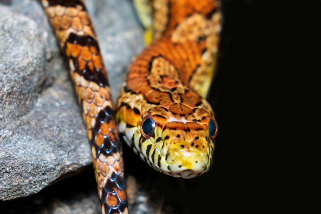 A close up of a corn snake on a rock
