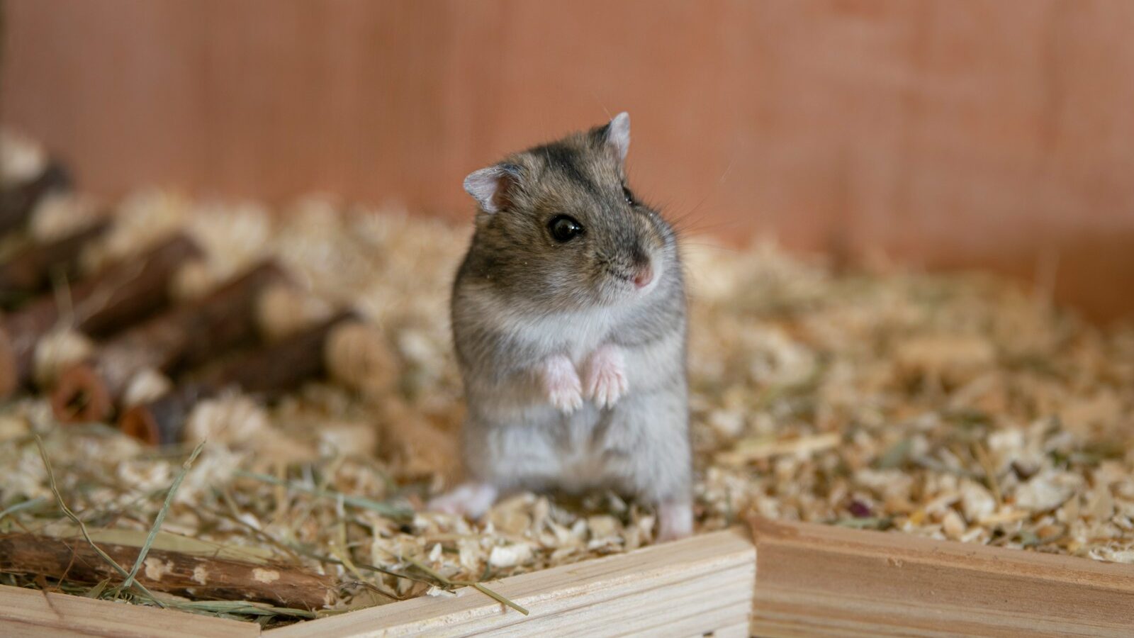 selective focus photography of gray rodent inside cage
