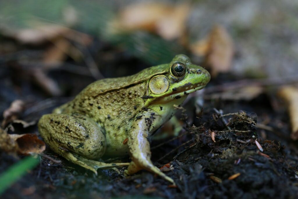green frog on brown soil