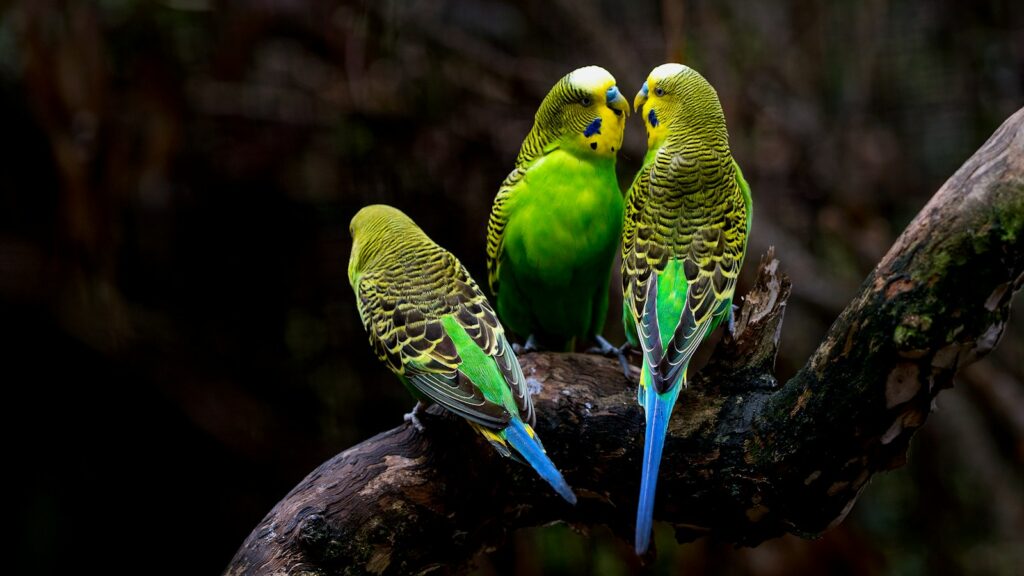 Three green budgerigars perching on a tree branch.