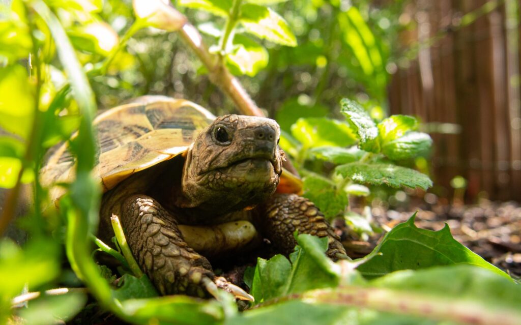 brown and black tortoise among green leaves