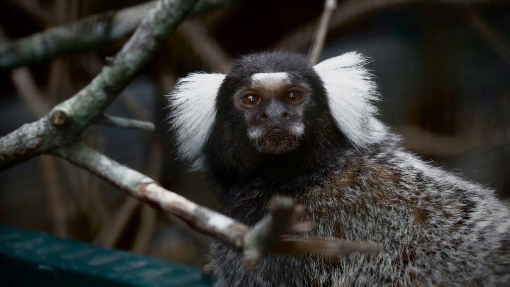 A primate with expressive eyes and distinctive fur sitting comfortably in a tree.