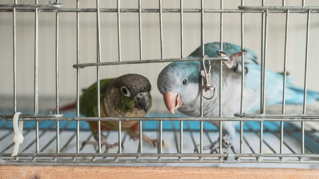 A small green and red parrot and a larger blue and grey parrot inside a wire cage.