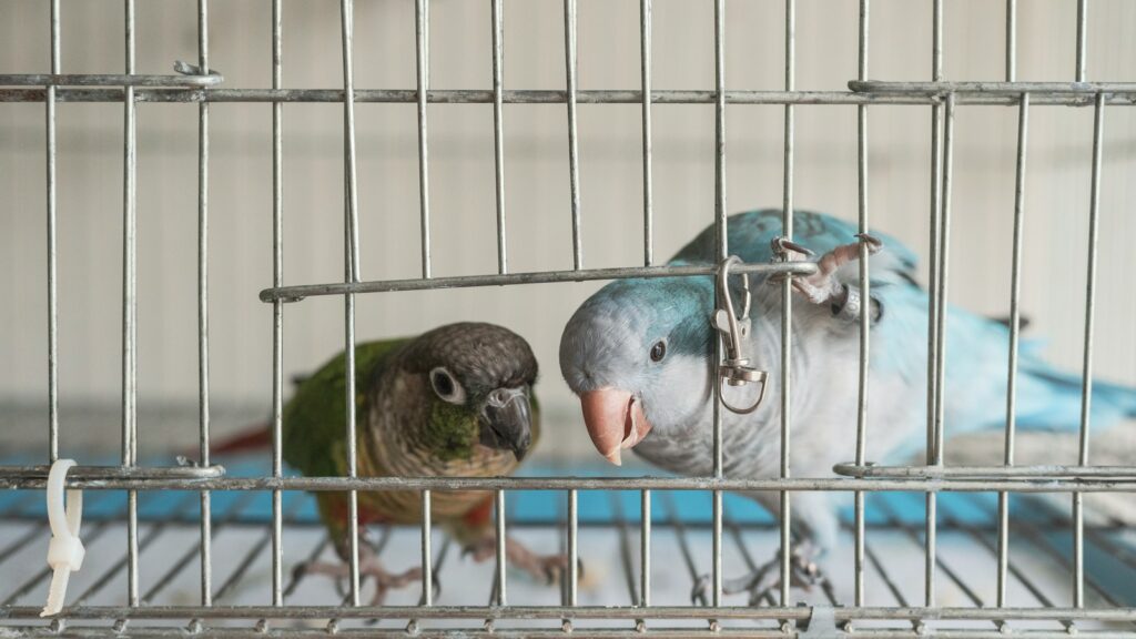 Two small pet parrots, one with bright green plumage and a grey chest, and the other with soft blue feathers, situated inside a domestic birdcage.