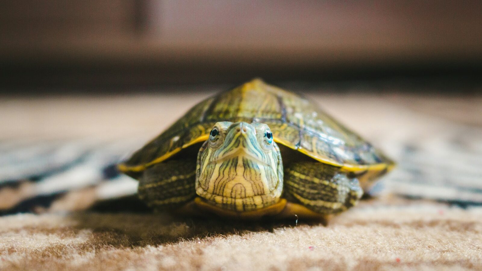a turtle with a shell