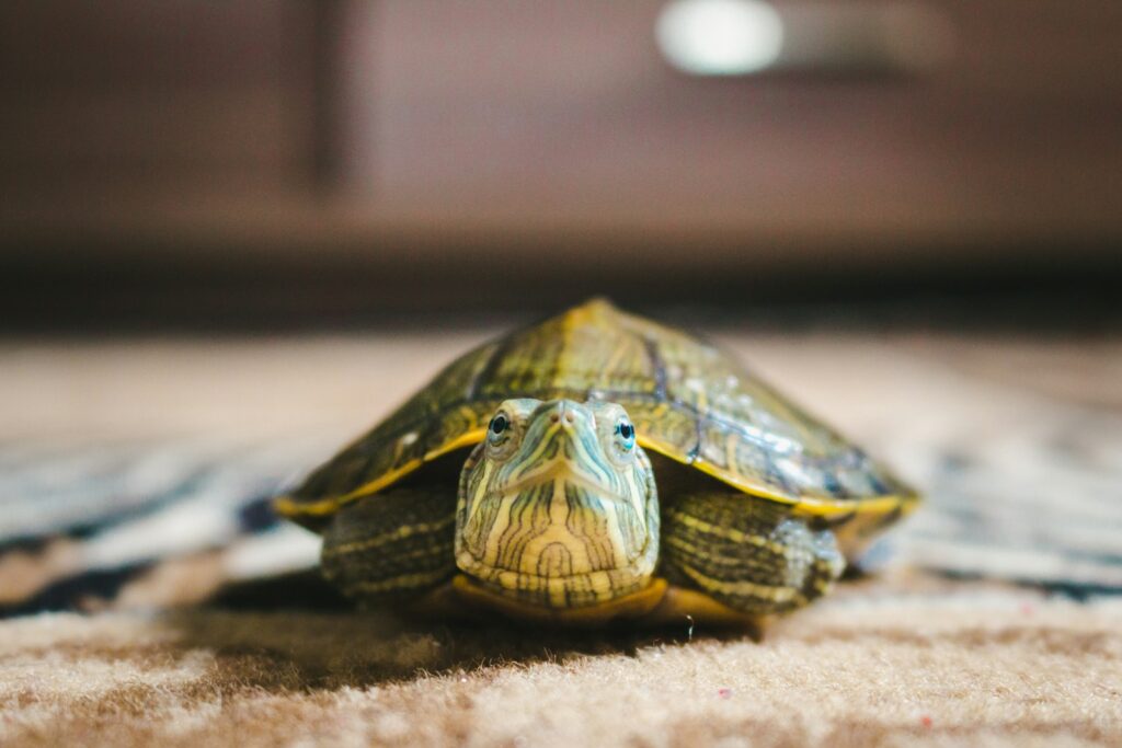 a turtle with a shell