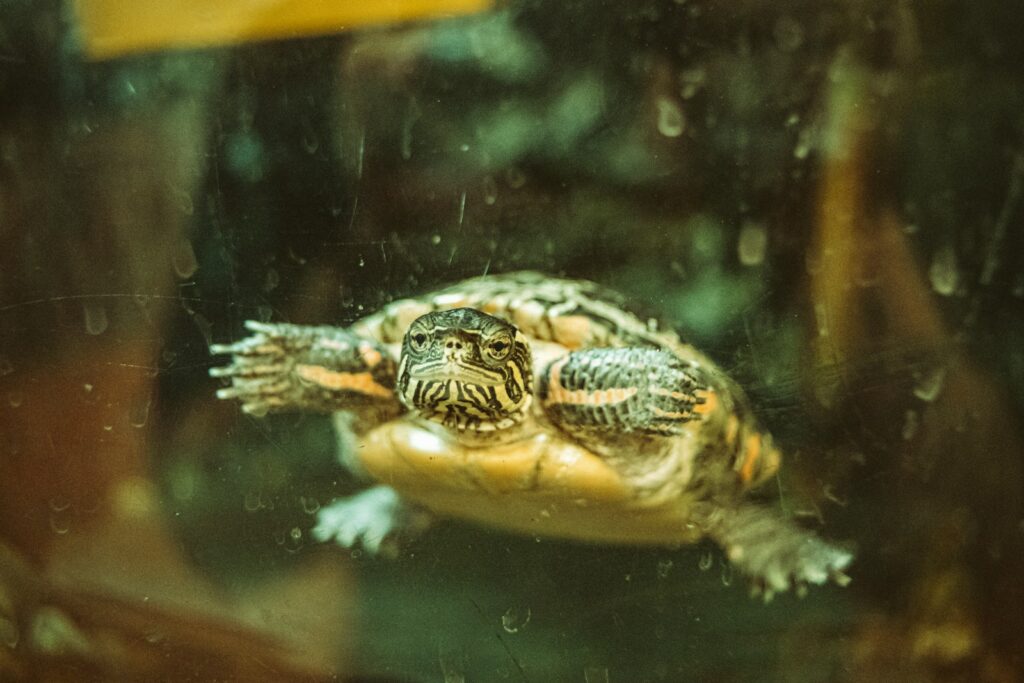 a small turtle is swimming in a tank