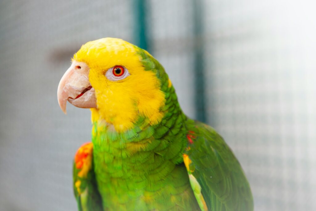 a yellow and green parrot sitting on top of a cage