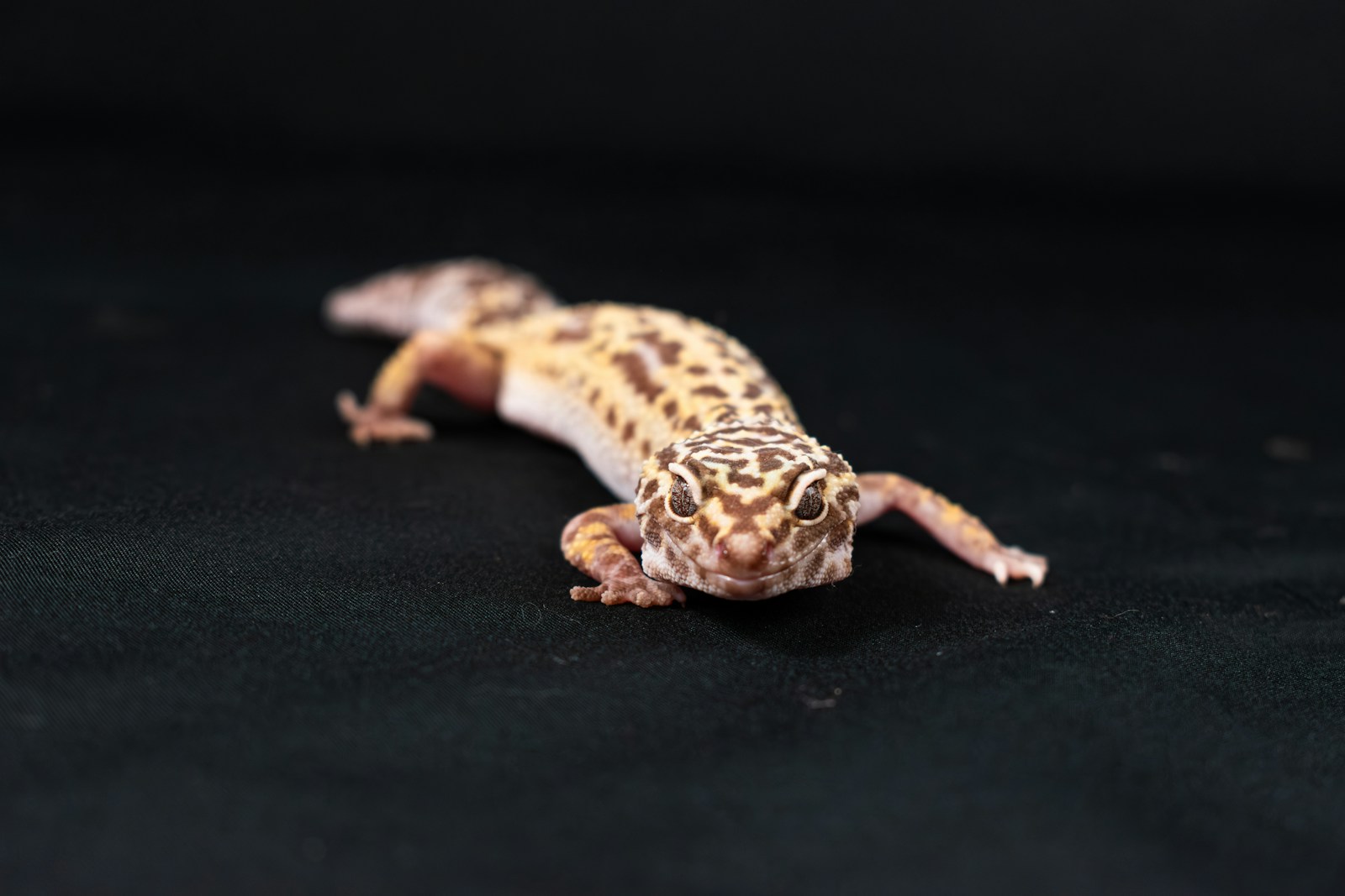 A small gecko laying on a black surface