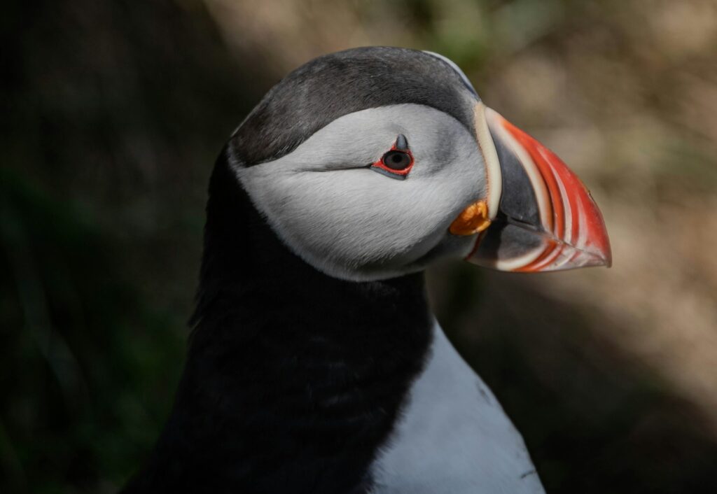 penguin with a red beak