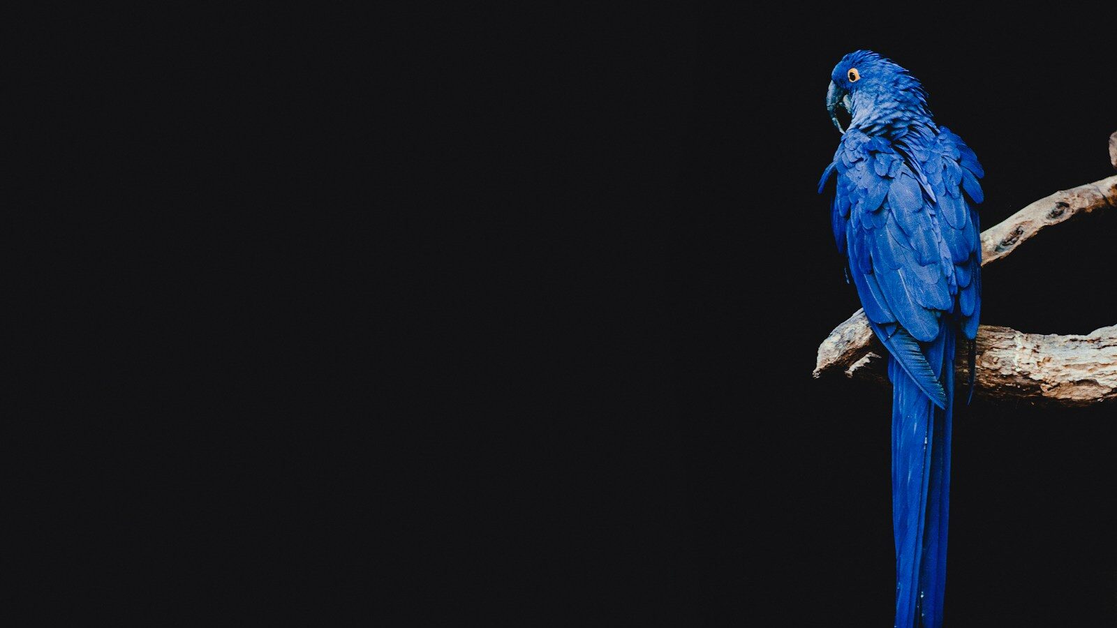 blue parrot standing on brown tree branch