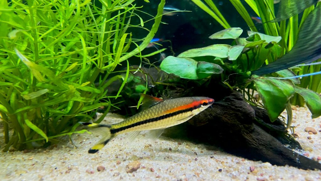 A colorful Denison barb in an aquarium with a sandy bottom and driftwood.
