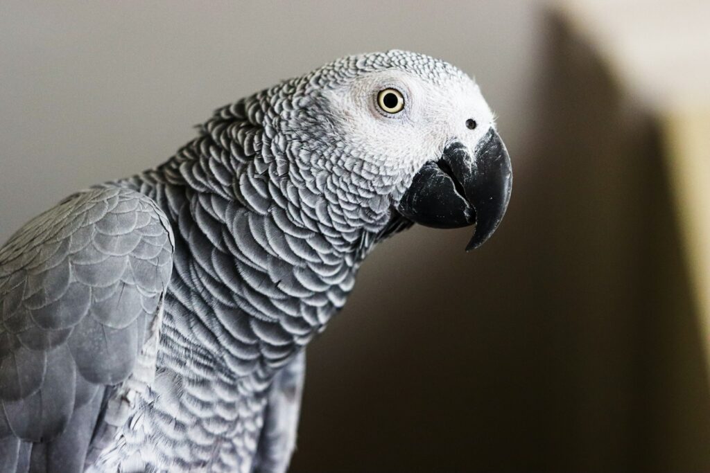 African grey