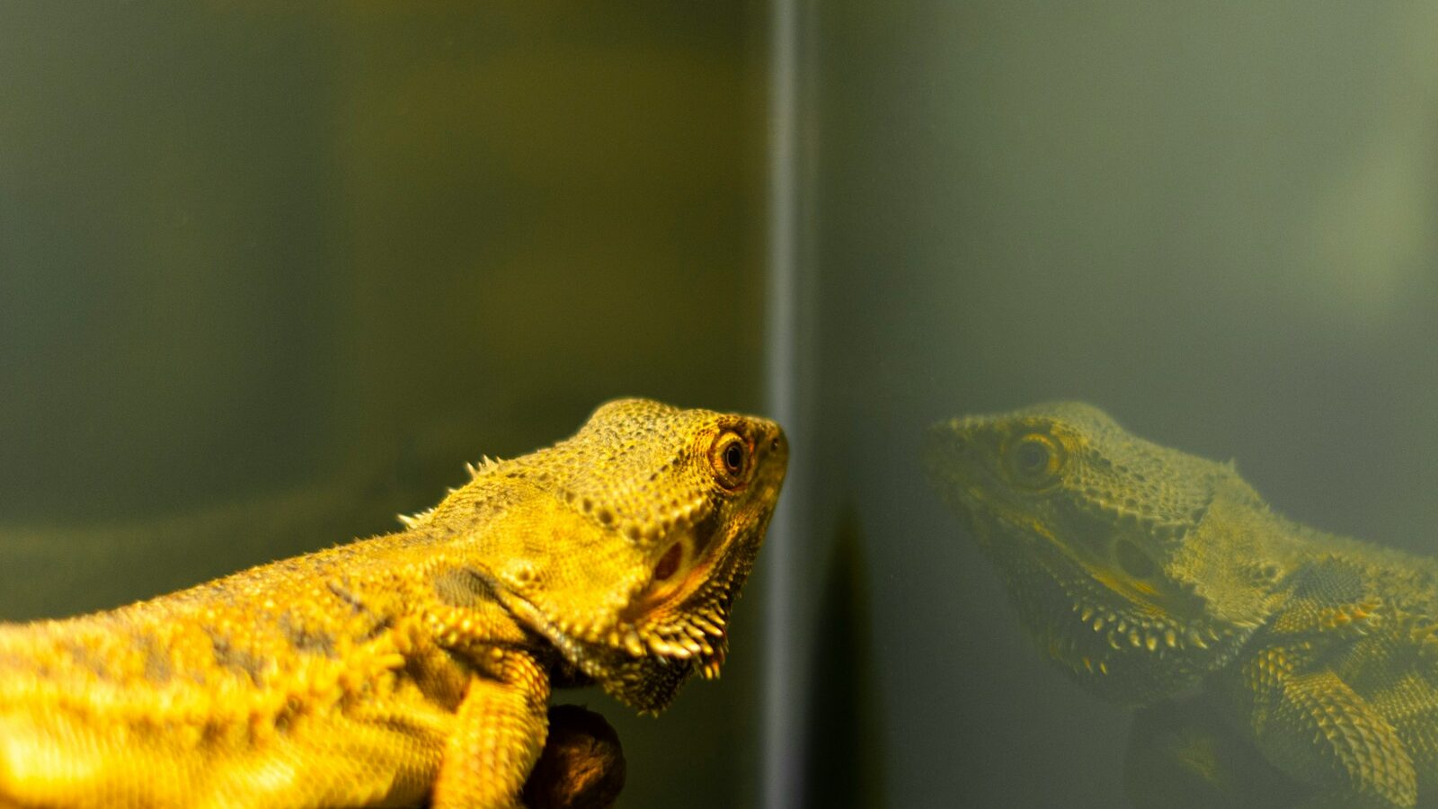 a close up of two lizards in a tank