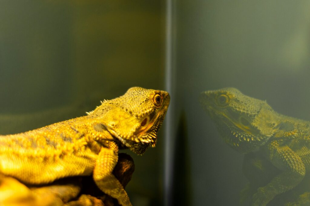a close up of two lizards in a tank