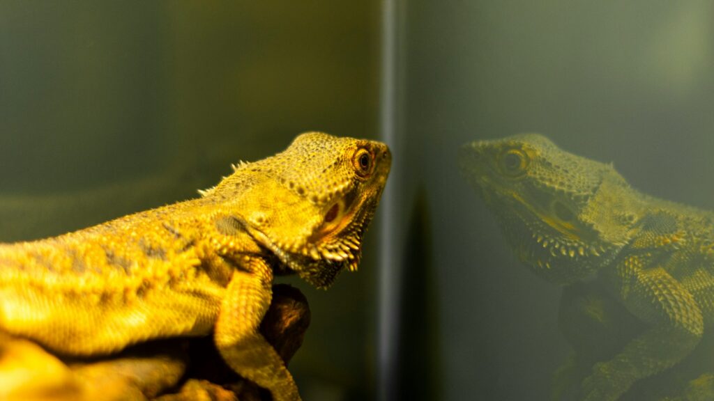 Close-up of a yellow bearded dragon with a prominent spiky beard.