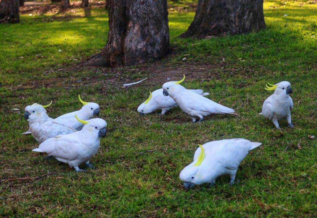 white and yellow cockatoos on green grass during daytime