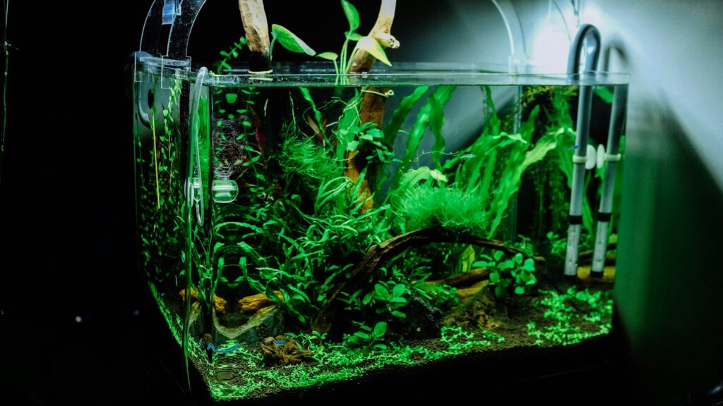 A freshwater fish tank with a thriving ecosystem of green aquatic plants.