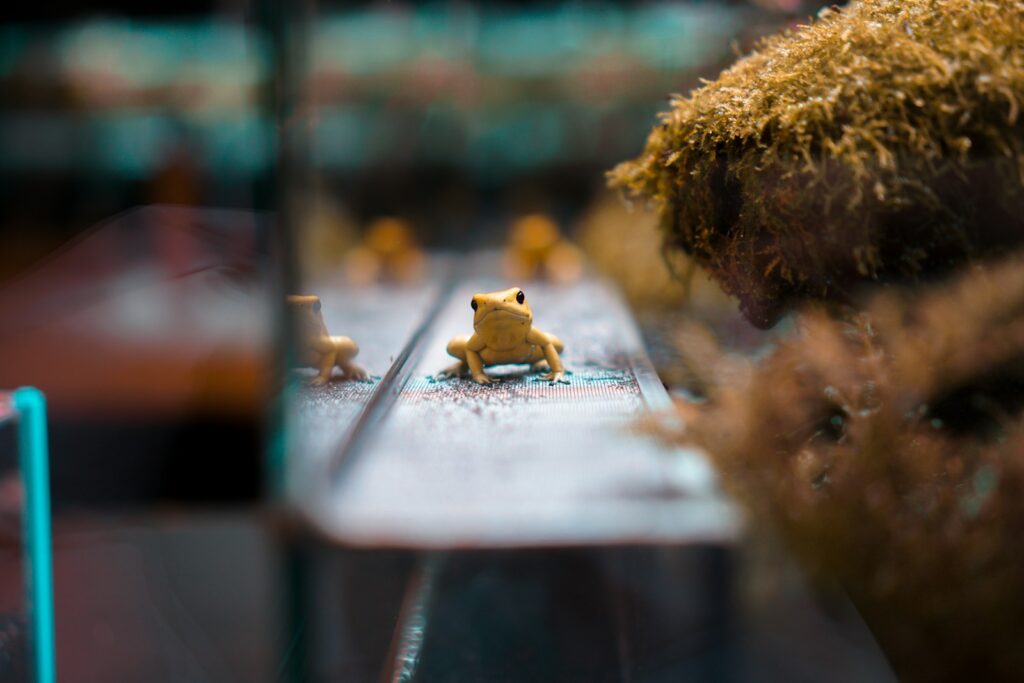 pet yellow frog