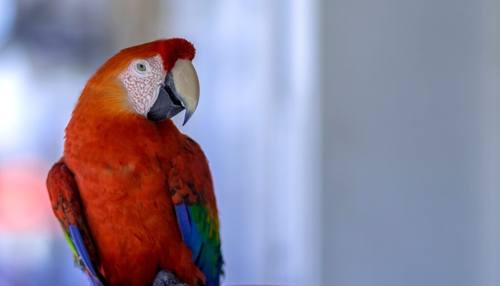 red blue and yellow macaw