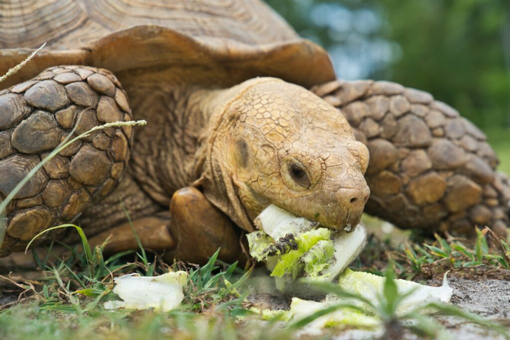 tortoise eating food