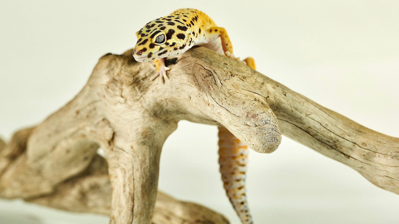 a gecko sitting on top of a piece of wood