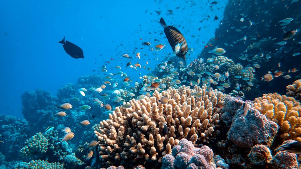 Vibrant coral reef with colorful fish swimming among diverse coral formations.
