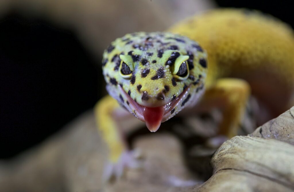leopard gecko on brown wood