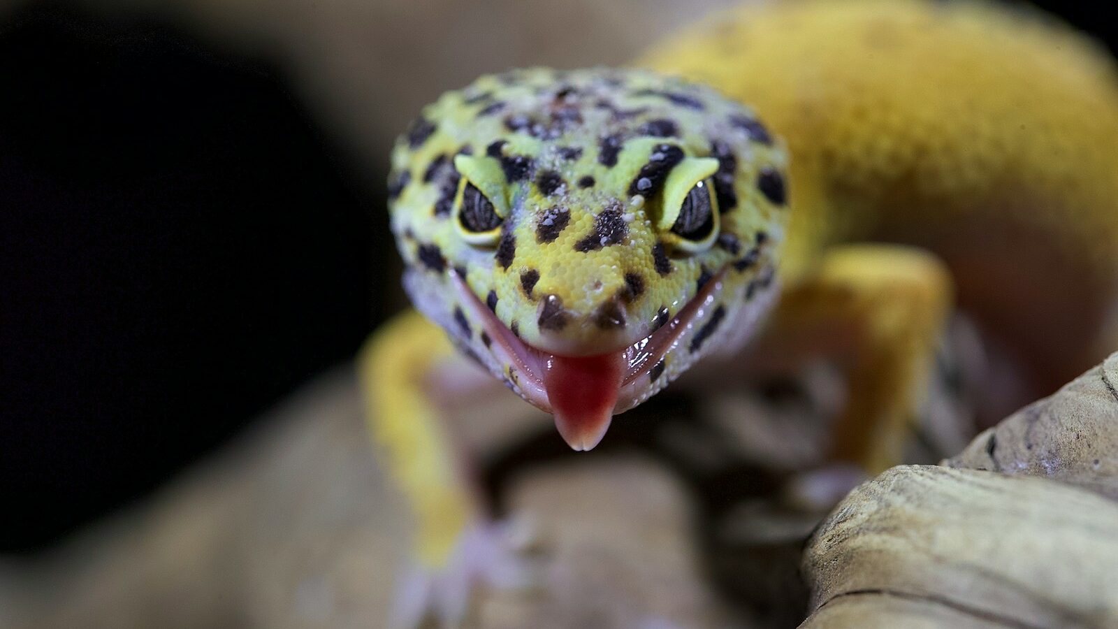 yellow and black lizard on brown wood