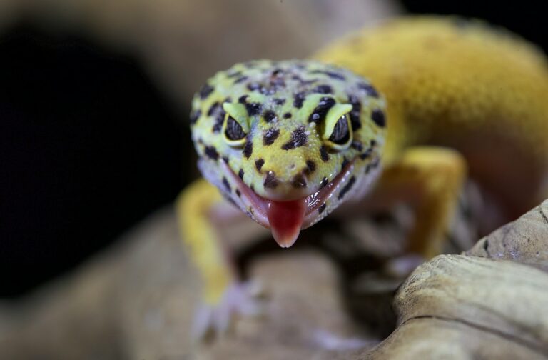 The Truth About Leopard Gecko Lifespans and How to Extend It