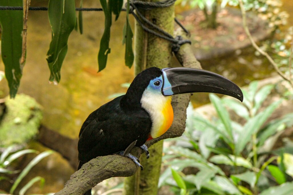 black, white, and yellow toucan